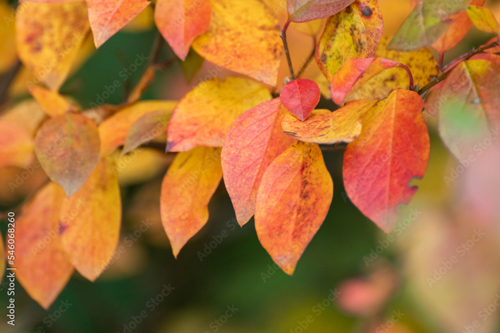 Autumn yellow and red vibrant leaves bush close-up with blurred background. Autumnal forest in orange and yellow colors, nature details Autumn yellow and red vibrant leaves bush close-up with blurred background. Autumnal forest in orange and yellow colors, nature details