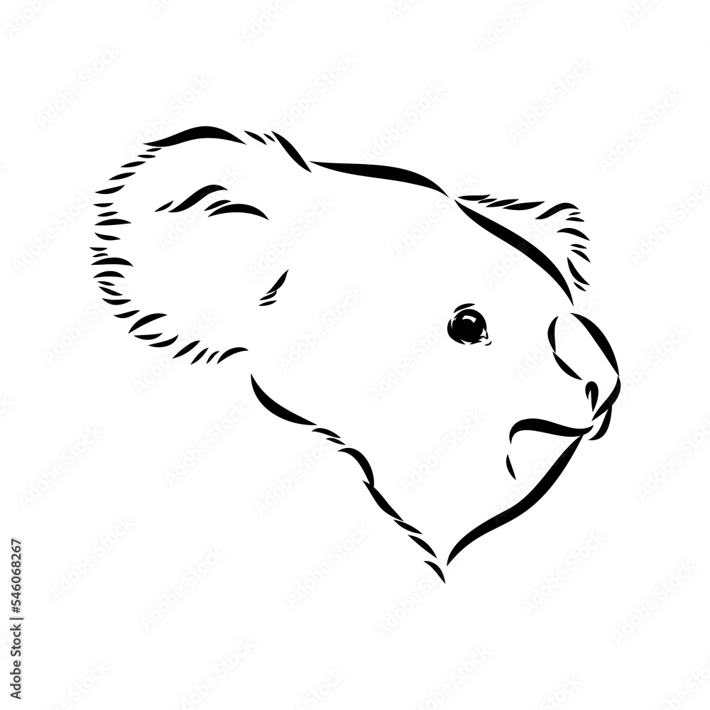 Koala bear animal on tree sketch engraving vector illustration. Scratch board style imitation. Black and white hand drawn image. Koala bear animal on tree sketch engraving vector illustration. Scratch board style imitation. Black and white hand drawn image.