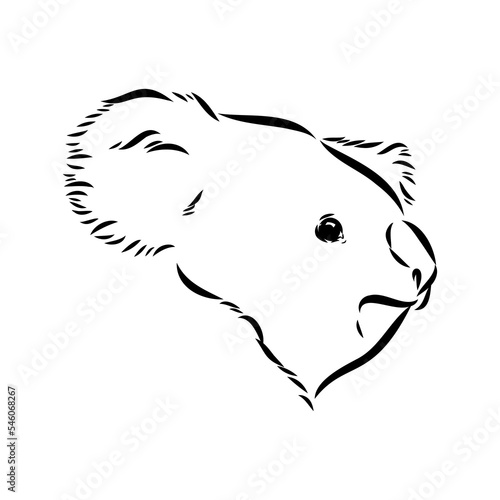 Koala bear animal on tree sketch engraving vector illustration. Scratch board style imitation. Black and white hand drawn image.