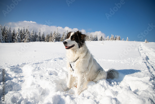 Fototapeta Naklejka Na Ścianę i Meble -  happy white dog in big snow in winter