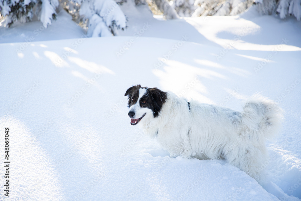happy white dog in big snow in winter happy white dog in big snow in winter