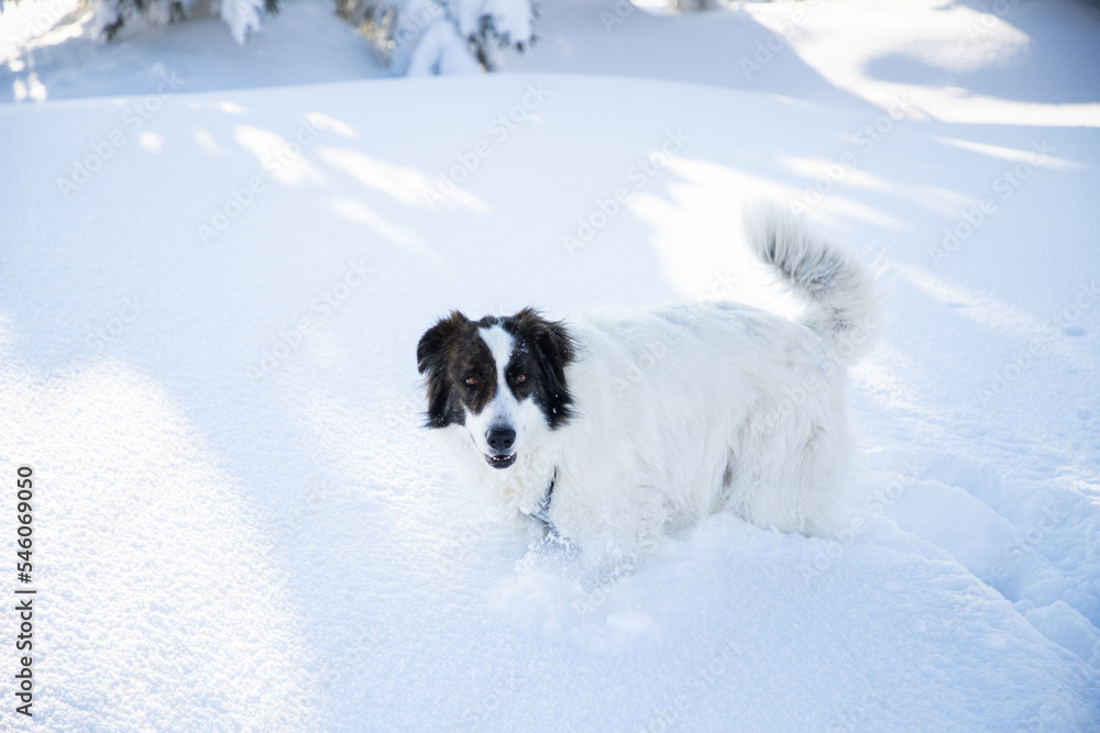 happy white dog in big snow in winter