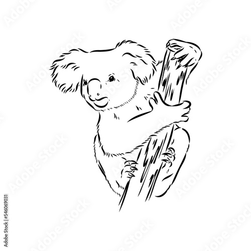 Koala bear animal on tree sketch engraving vector illustration. Scratch board style imitation. Black and white hand drawn image.