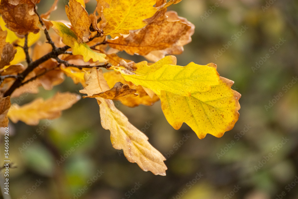 Autumn vivid yellow leaves on oak tree branches close-up with blurred background, golden season nature details Autumn vivid yellow leaves on oak tree branches close-up with blurred background, golden season nature details