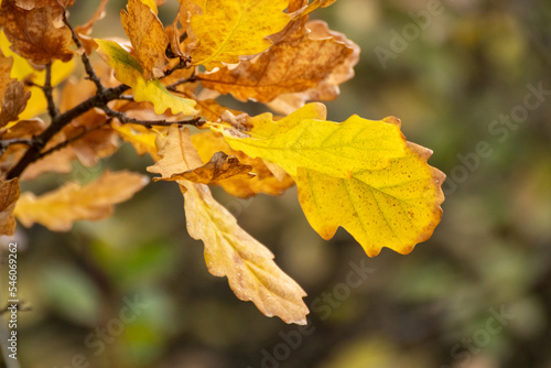 Autumn vivid yellow leaves on oak tree branches close-up with blurred background, golden season nature details