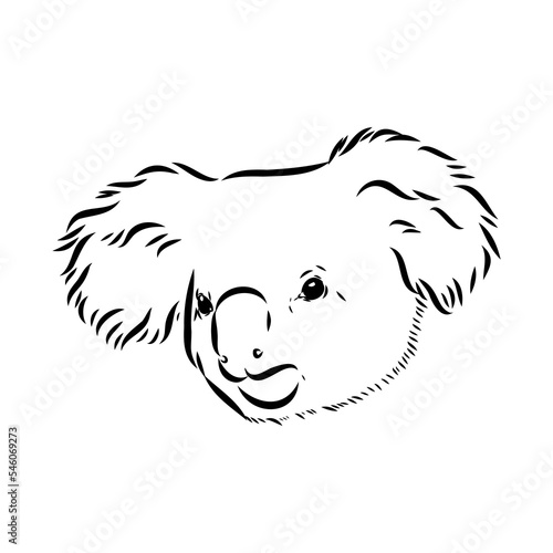 Koala bear animal on tree sketch engraving vector illustration. Scratch board style imitation. Black and white hand drawn image.