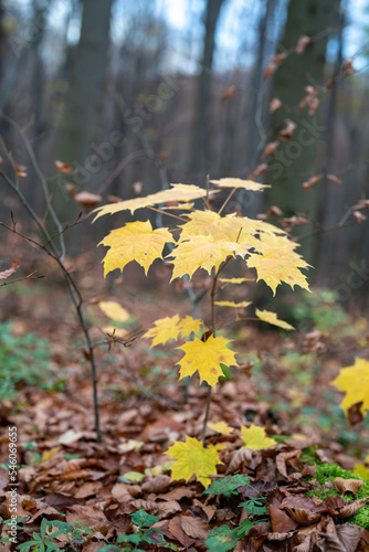 młode drzewo dąb, jesień żółte liście