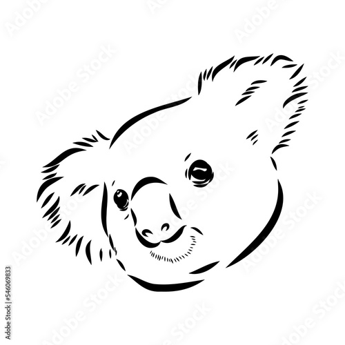 Koala bear animal on tree sketch engraving vector illustration. Scratch board style imitation. Black and white hand drawn image.