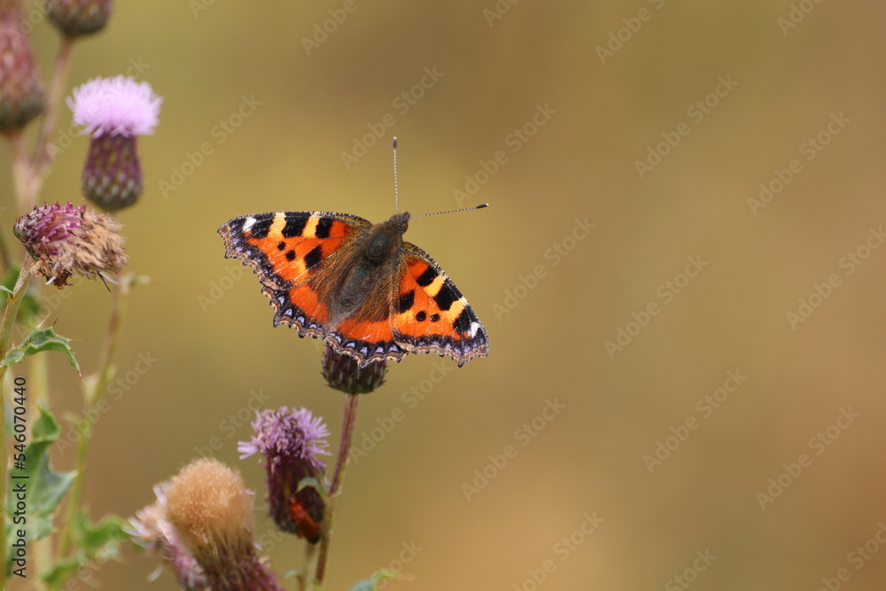 Fototapeta premium Small Tortoiseshell (Aglais Urticae) Warming up in the early morning sun.