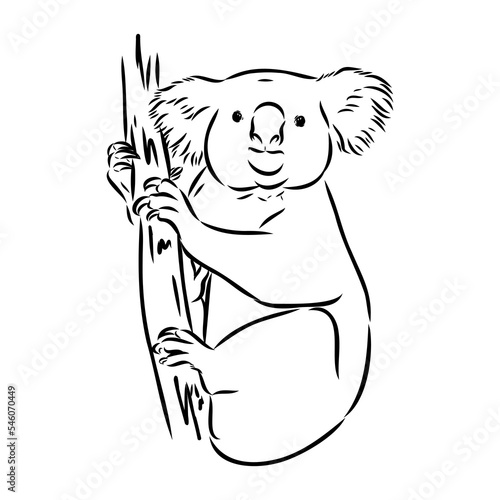 Koala bear animal on tree sketch engraving vector illustration. Scratch board style imitation. Black and white hand drawn image.