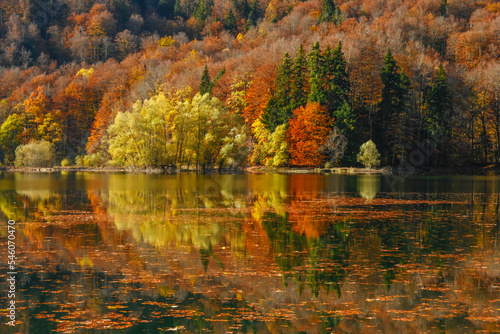 Autumn forest with reflection on Biogradsko lake in Montenegro