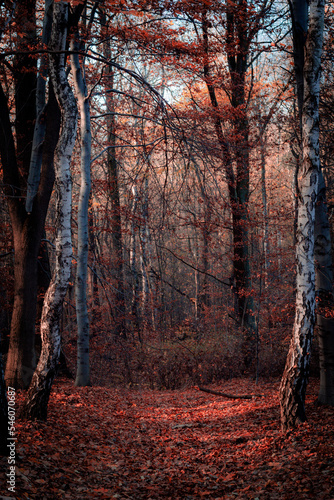Jesienny las brzozowy