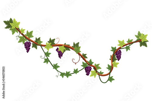 Grape bunch. Cluster of berries and leaves. Grape vine, decorative climbing plant. Fruit, growing healthy food isolated on white background