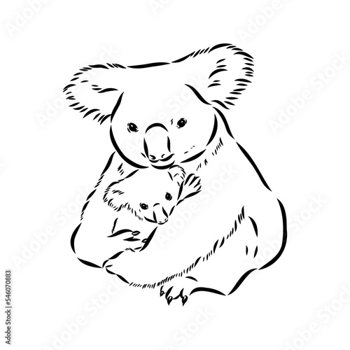 Koala bear animal on tree sketch engraving vector illustration. Scratch board style imitation. Black and white hand drawn image.