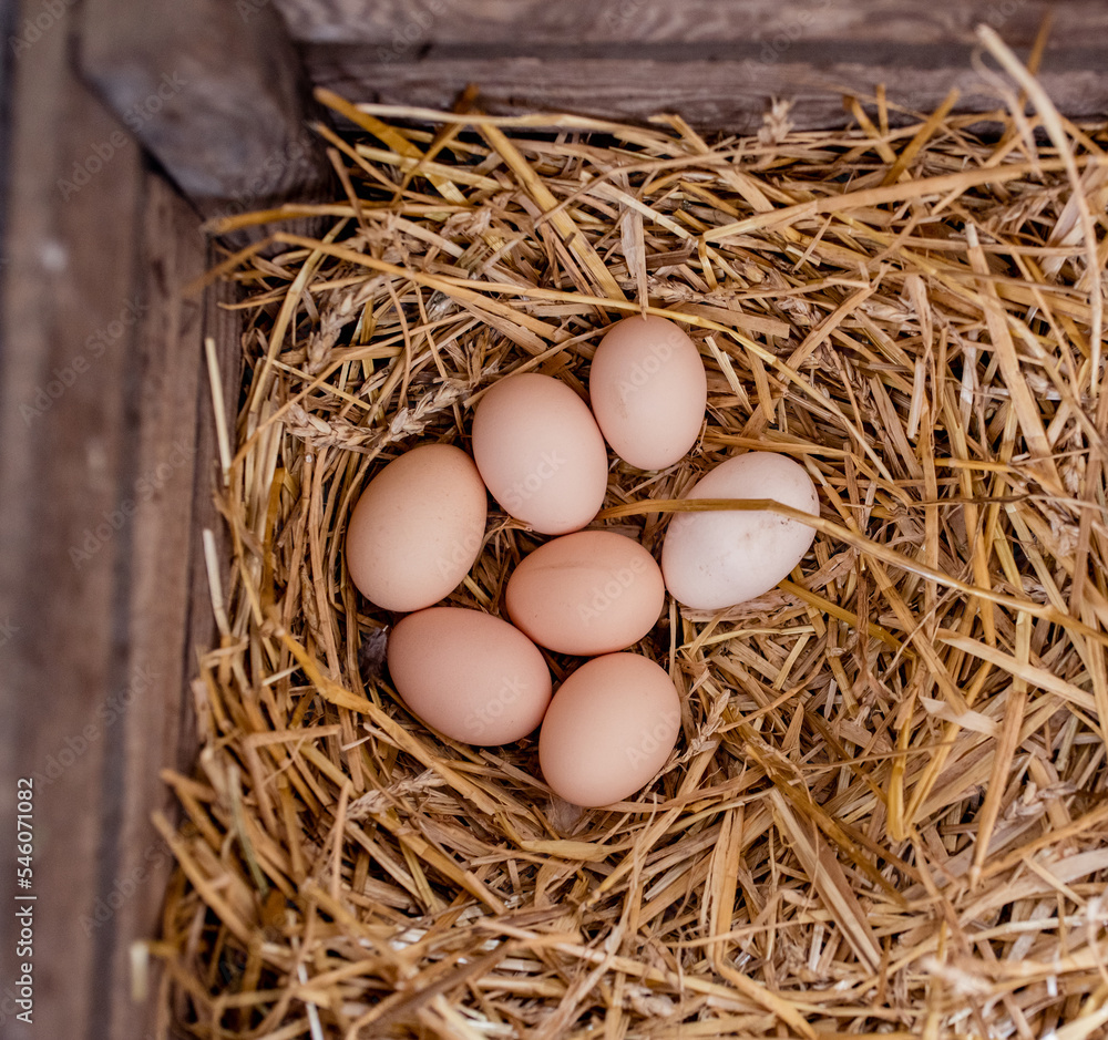Close-up of three fresh chicken eggs in a straw nest. Close-up of three fresh chicken eggs in a straw nest.