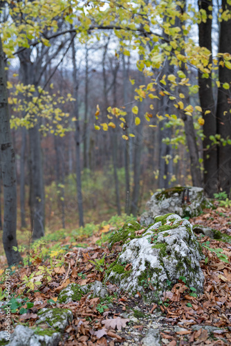 Fototapeta Naklejka Na Ścianę i Meble -  białe skałki pokryte zielonym mchem w lesie, jesień