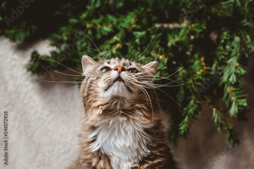 a big fluffy tabby cat stretches its neck on a Christmas white textured background with fir twigs