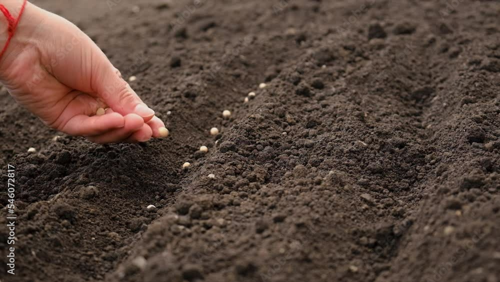 A woman sows seeds in the garden. Selective focus.