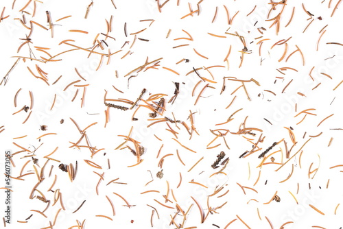 Tableau sur toile Autumn conifer leaves, needles isolated on white, top view