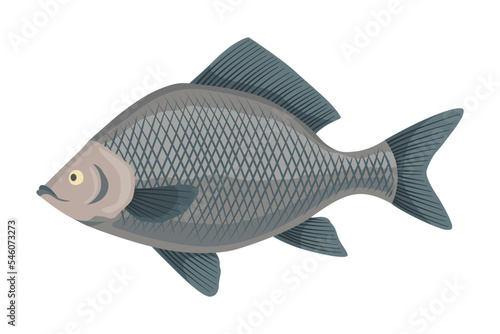 Fish sorts or types. Freshwater fish. Hand-drawn color illustration of inland fish. Commercial fish specie