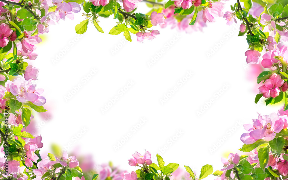 spring flowers background, pink blossoms branches isolated