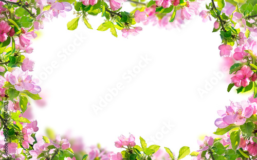 Print op canvas spring flowers background, pink blossoms branches isolated