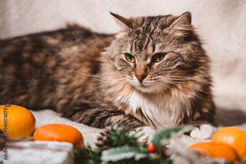 affectionate fluffy striped cat lies on a Christmas white textured background with fir twigs, cones, holly leaves and berries, gifts and tangerines