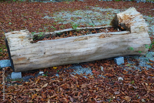 a tree trunk that has been sawn in half is used as a flower box on a gravel floor, covered with colorful autumn leaves