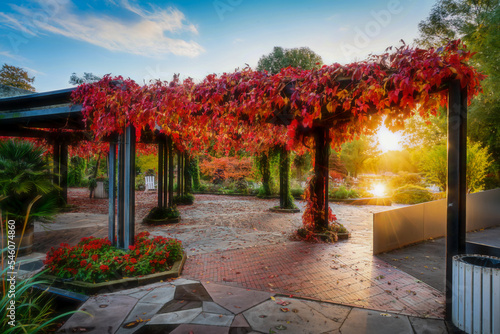 Autumn red leaves in morning sun