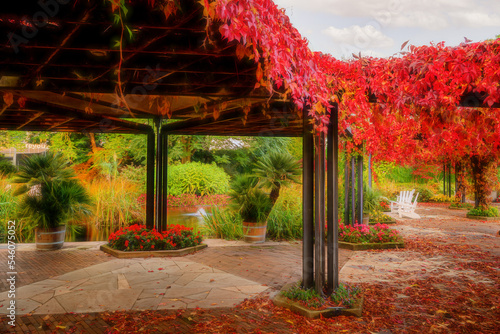 Red autumn leaves at pond in Planten un blomen in Hamburg