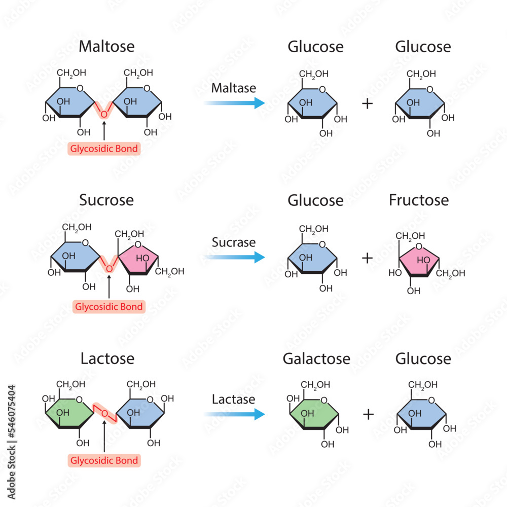 Scientific Designing of Disaccharides Digestion. Maltase, Sucrase and