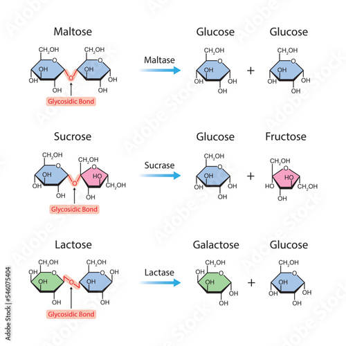 Scientific Designing of Disaccharides Digestion. Maltase, Sucrase and Lactase Enzymes Effect on Disaccharides Molecules. Colorful Symbols. Vector Illustration.