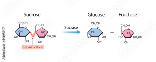 Scientific Designing of Sucrase Enzyme Effect on Sucrose Molecule. Colorful Symbols. Vector Illustration. photo