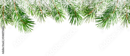Winter boreder with pine tw...