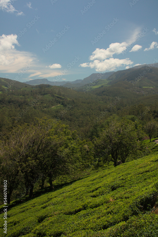 Fototapeta premium tea plantation in the mountains 
