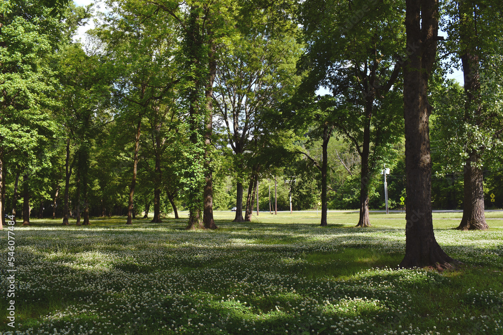 trees in the park