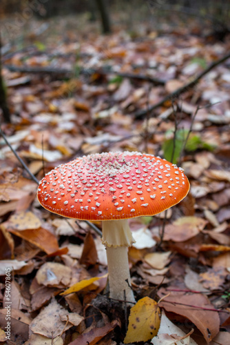 Red toadstool mushroom in the forest