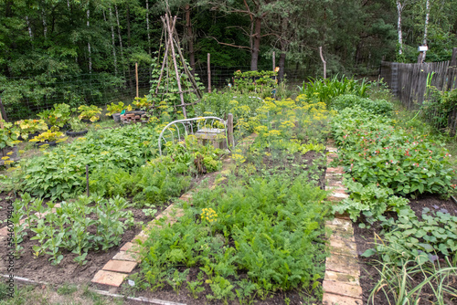 Vegetable garden outside in summer