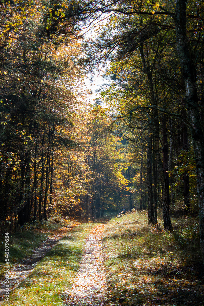 Forest in early autumn on a sunny day Forest in early autumn on a sunny day