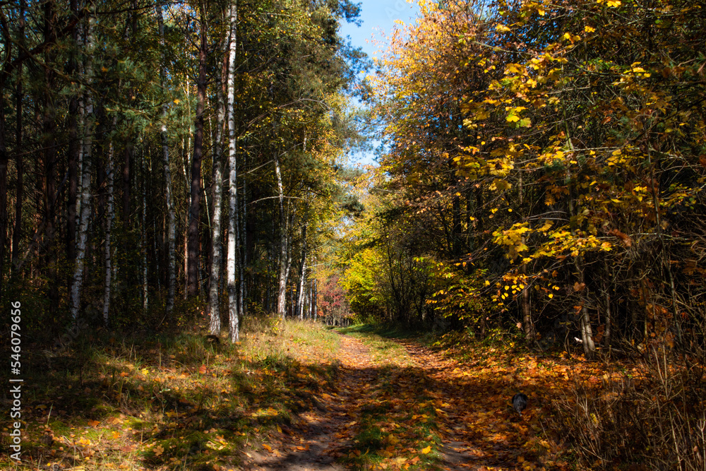 Forest in early autumn on a sunny day