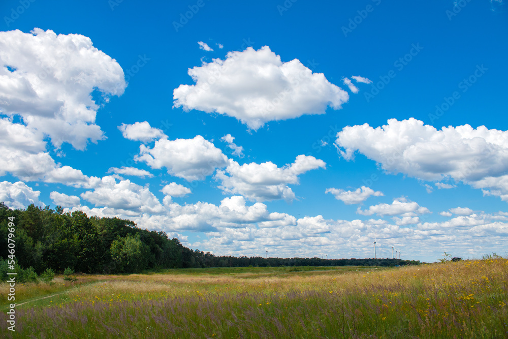 Meadow with blue sky in sunny weather
