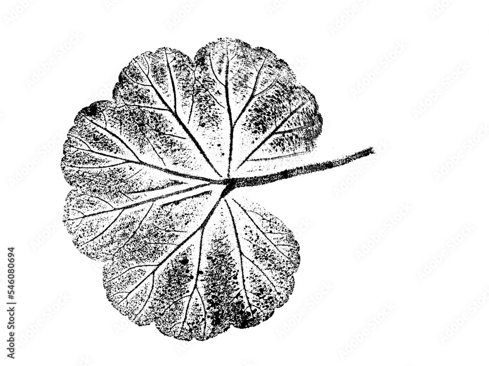 texture of foliage imprint on paper, leaf texture on a white background