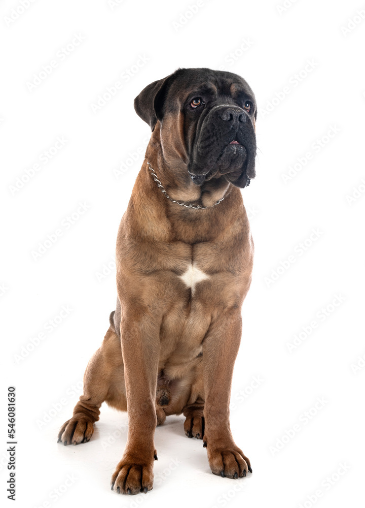 cane corso in studio cane corso in studio