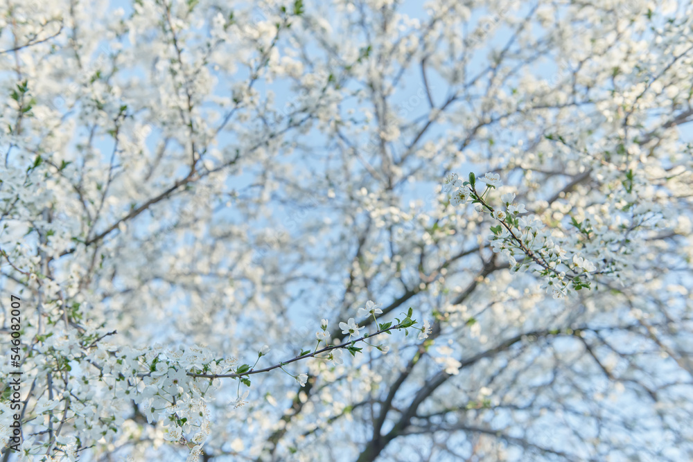 Beautiful floral spring abstract background of nature. Branches of blossoming fruit tree with soft focus background. For easter and spring greeting cards with copy space