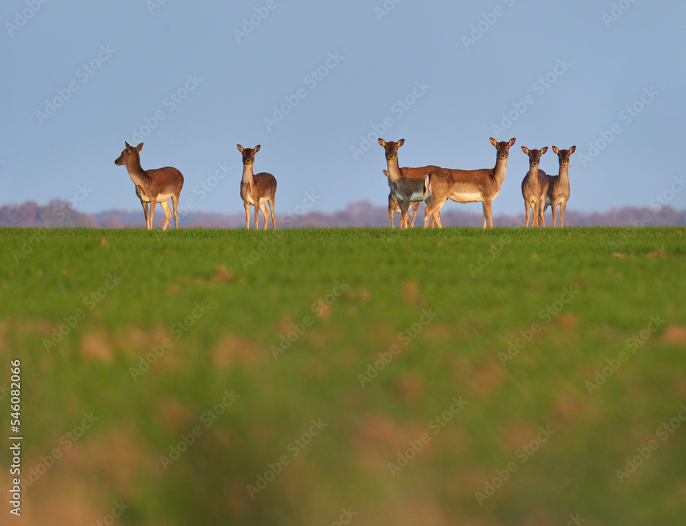 Fallow deer large family on a field by the forest Fallow deer large family on a field by the forest