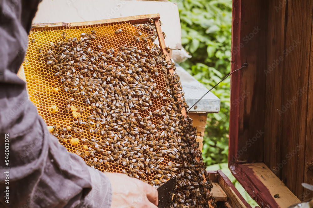 Man holding honey frame with bees close to the beehive Man holding honey frame with bees close to the beehive