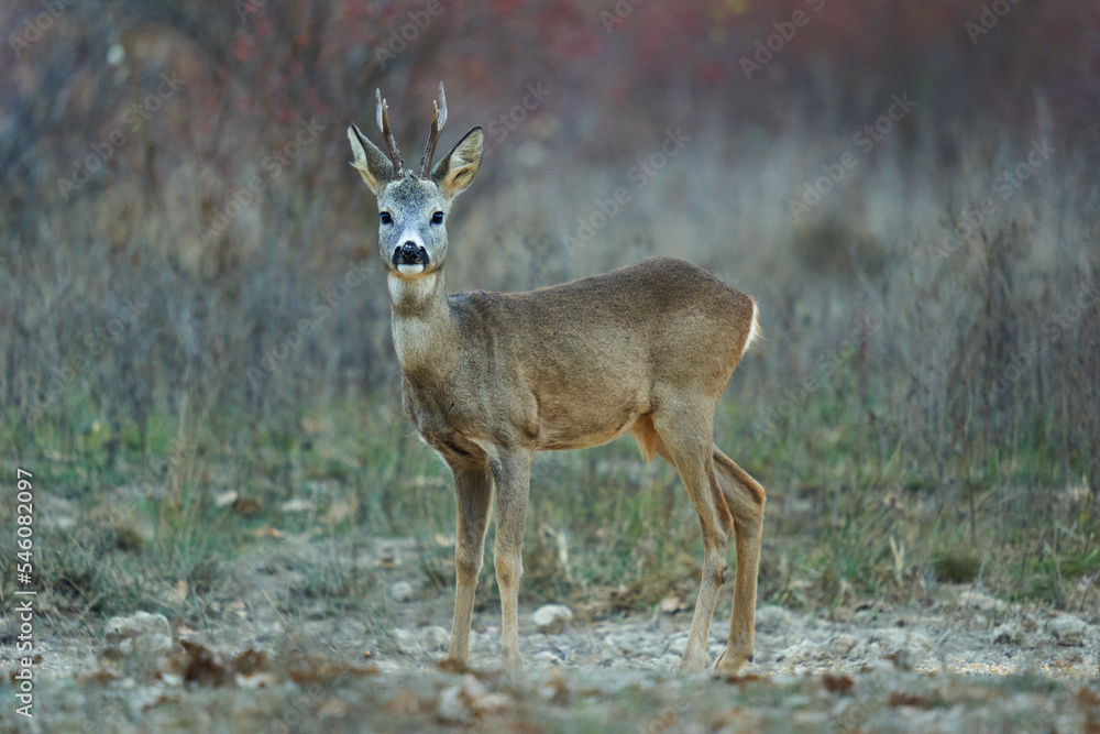 Roebuck by the forest and bushes Roebuck by the forest and bushes