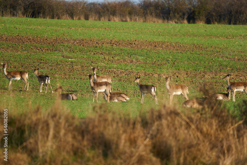 Fallow deer large family on a field by the forest