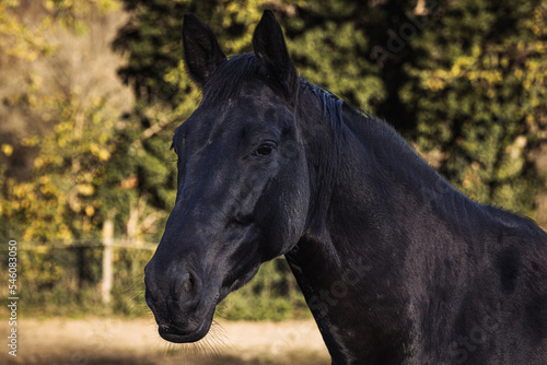 Portrait of beautiful adult black horse outdoors