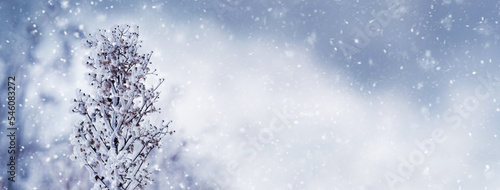 Winter background with snowy plants on a blurred background during snowfall